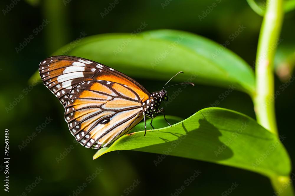 Obraz premium butterfly