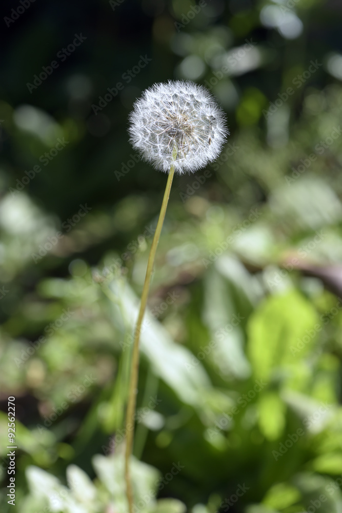 Common dandelion or Taraxacun officinale Common dandelion or Taraxacun officinale