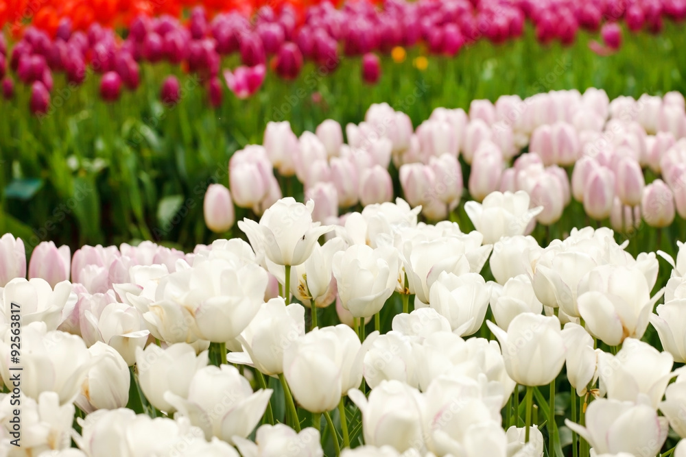 Fototapeta premium sping garden