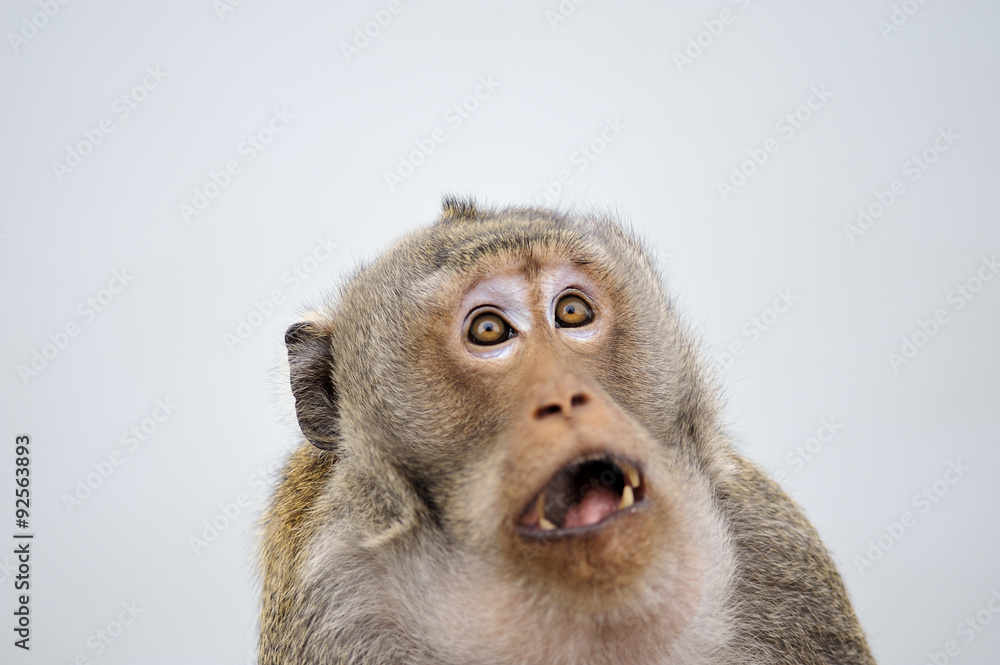 Fototapeta premium Małpa emocja zaskakuje całą twarz.