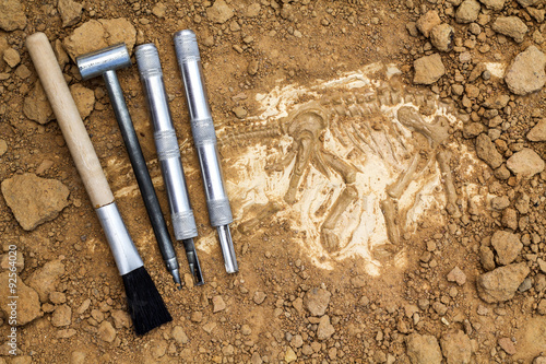 Skeleton and archaeological tools.Training for dig fossil. photo