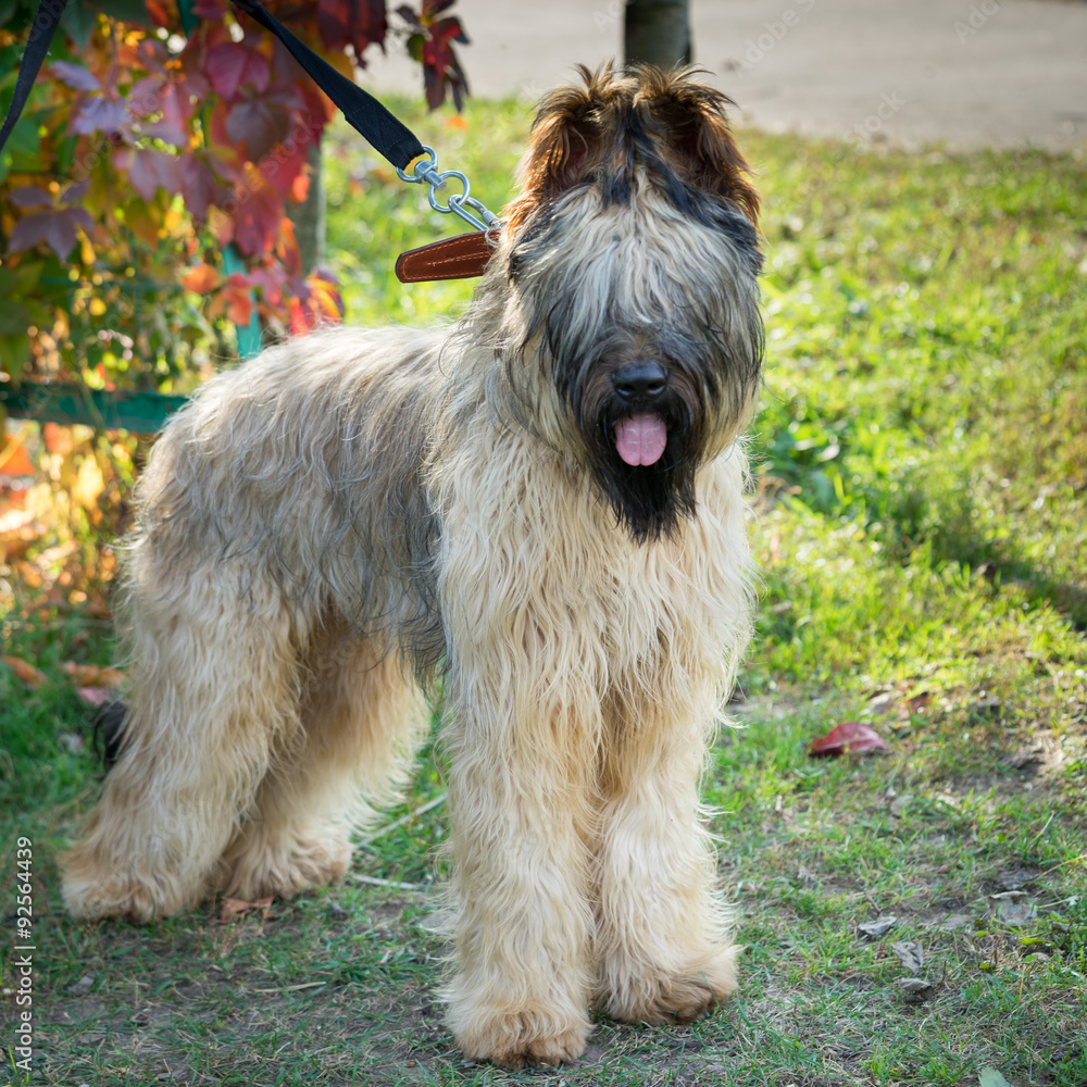 briard dog standing in a yard on a sunny day