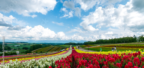 Fototapeta Naklejka Na Ścianę i Meble -  Hokkaido Colorful flower, Japan Jul 2015