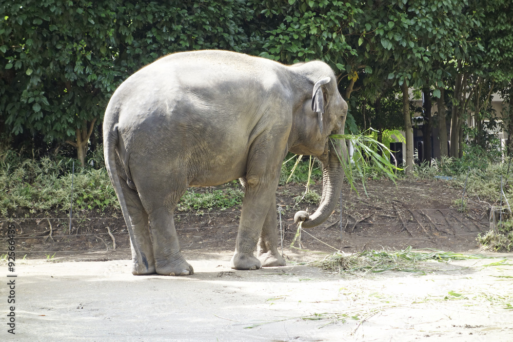 Fototapeta premium インド象 食事風景