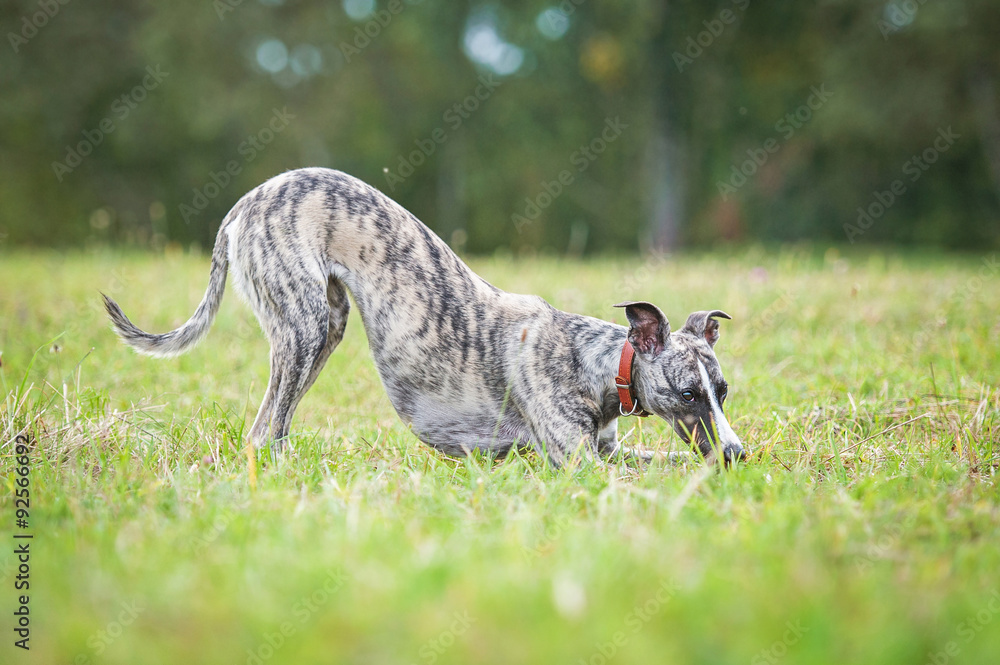 Toy whippet sales