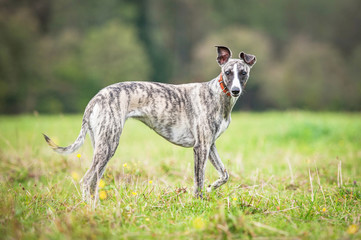 Canvas schilderij Hond Whippet hond lopend over het veld  © Rita Kochmarjova