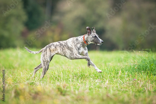 Whippet dog running on the field in summer