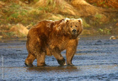 old kodiak brown bear looking for salmon in the river