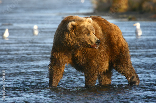 old kodiak brown bear looking for salmon in the river photo