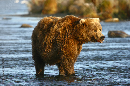 old kodiak brown bear looking for salmon in the river © bobby13