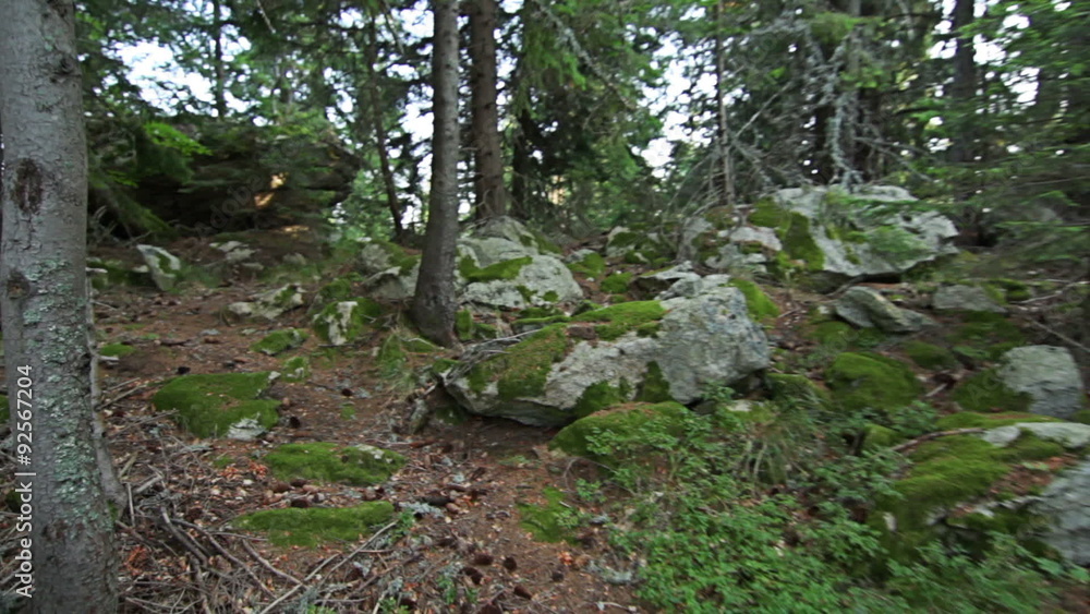 Personal perspective of walking on a path in the pine forest in mountain. Personal perspective of walking on a path in the pine forest in mountain.