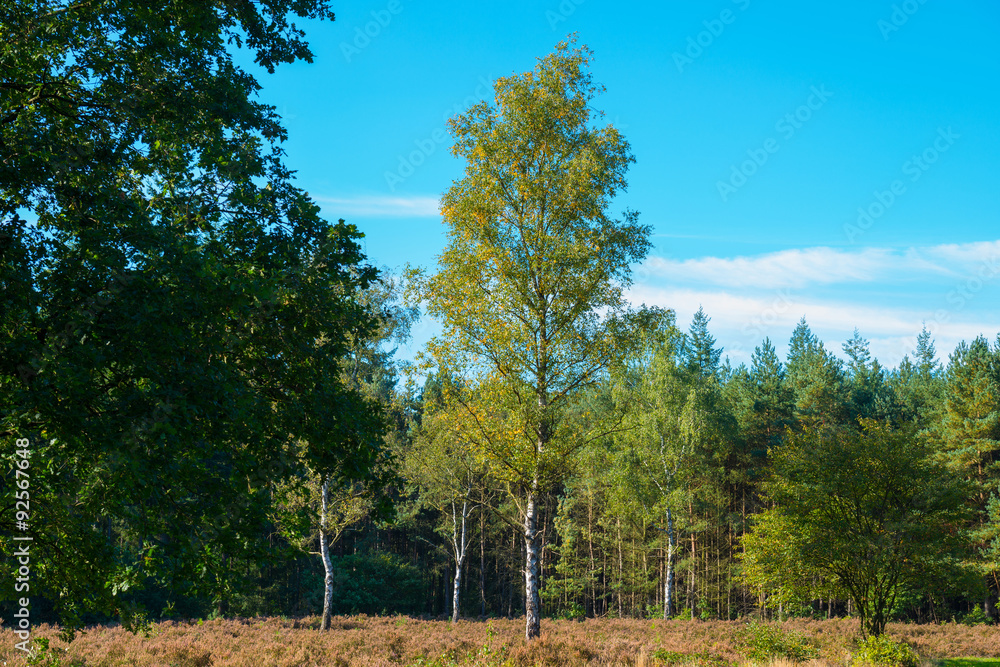 Obraz premium Flowering heath in a pine forest in autumn