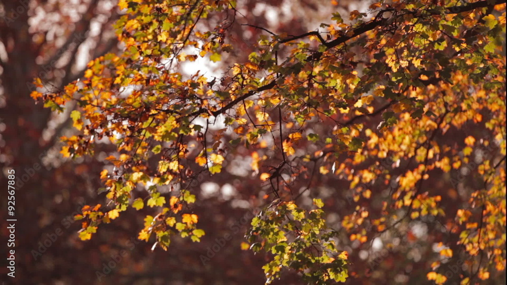 Colorful red and yellow leaves on tree branch, Wind blows softly. Shallow field of view. Colorful red and yellow leaves on tree branch, Wind blows softly. Shallow field of view.