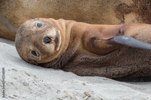 newborn australian sea lion on sandy beach background photo