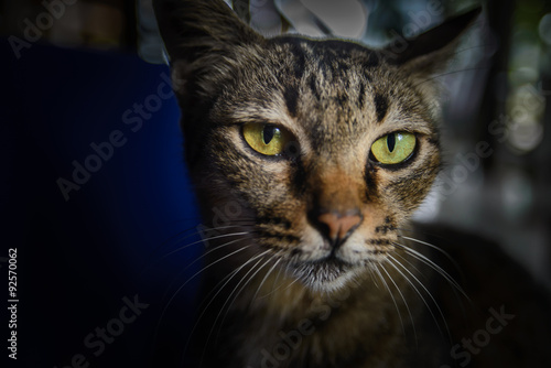 Close up Thai cat face © bigy9950