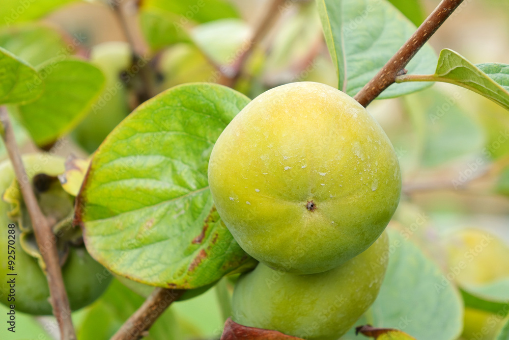 Ripening persimmon fruits growing on a persimmon tree branch Ripening persimmon fruits growing on a persimmon tree branch