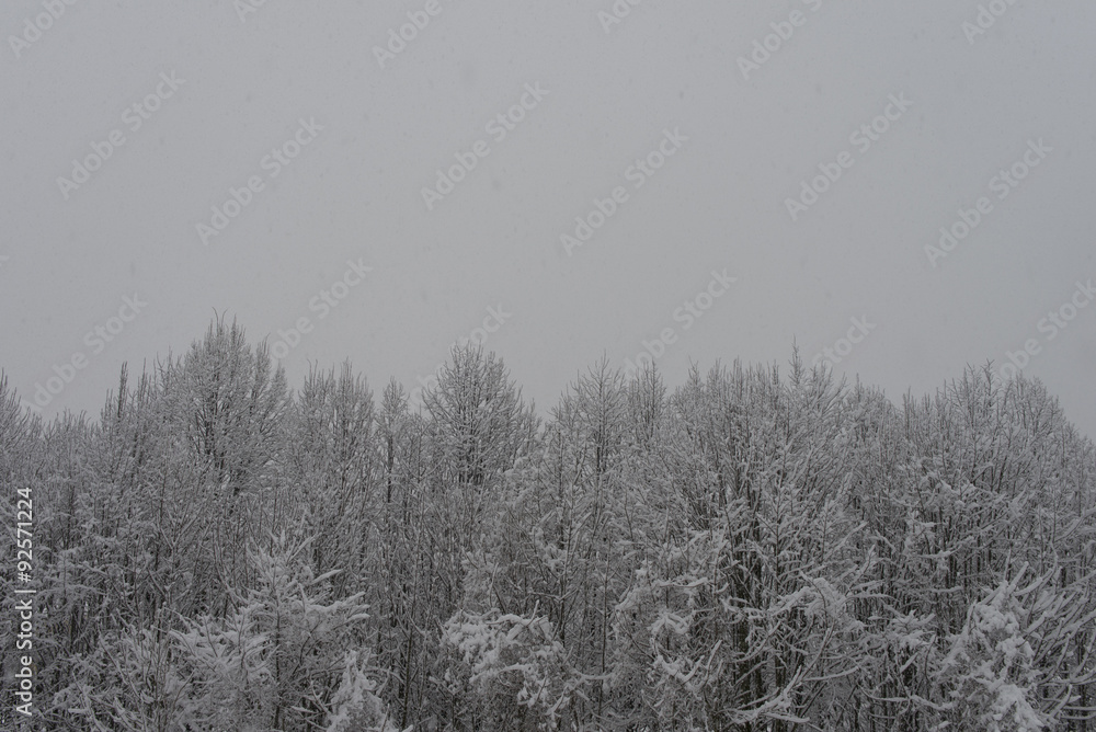 Winter scene Winter scene