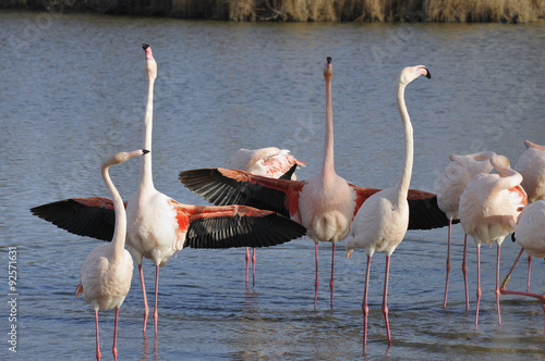 Flamant rose