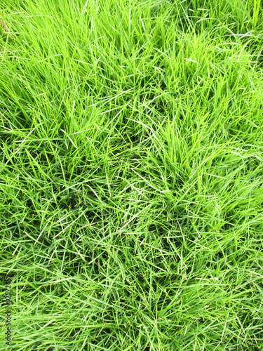 green grass - real green grass background