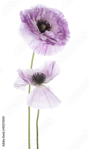 Fototapeta Naklejka Na Ścianę i Meble -  poppy