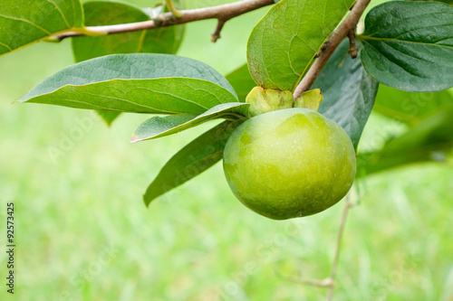 Ripening persimmon fruits growing on a persimmon tree branch