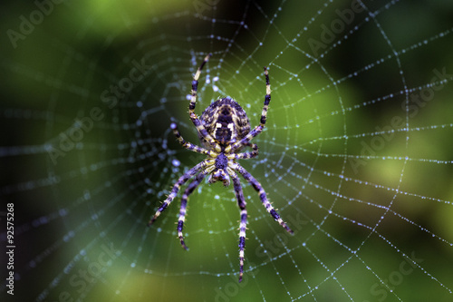 Spider and cobweb