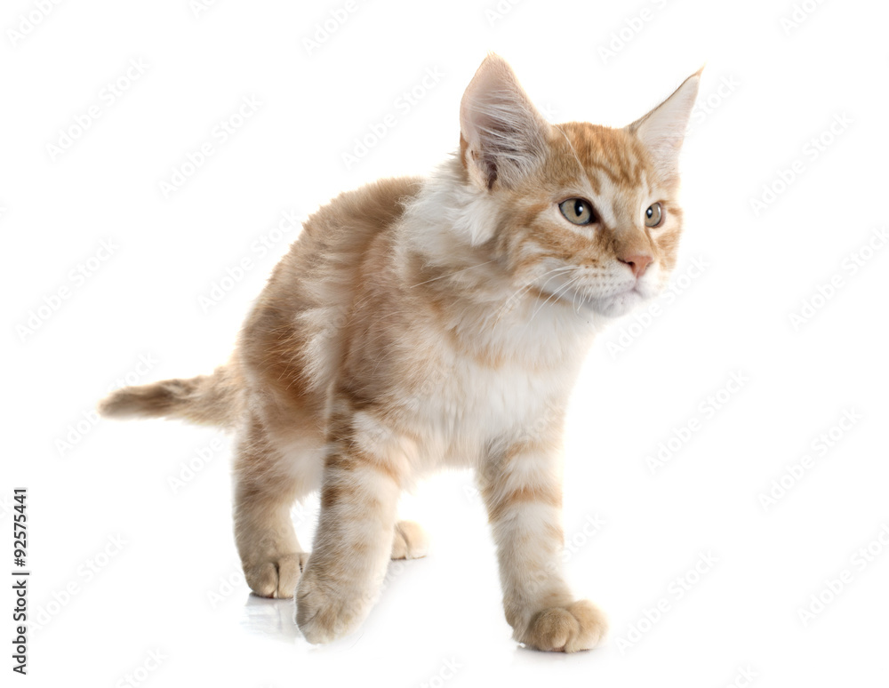 Fototapeta premium maine coon kitten