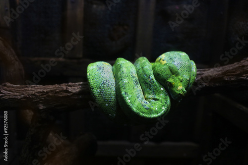 Bilde på lerret Emerald boa constrictor also known as the green tree boa
