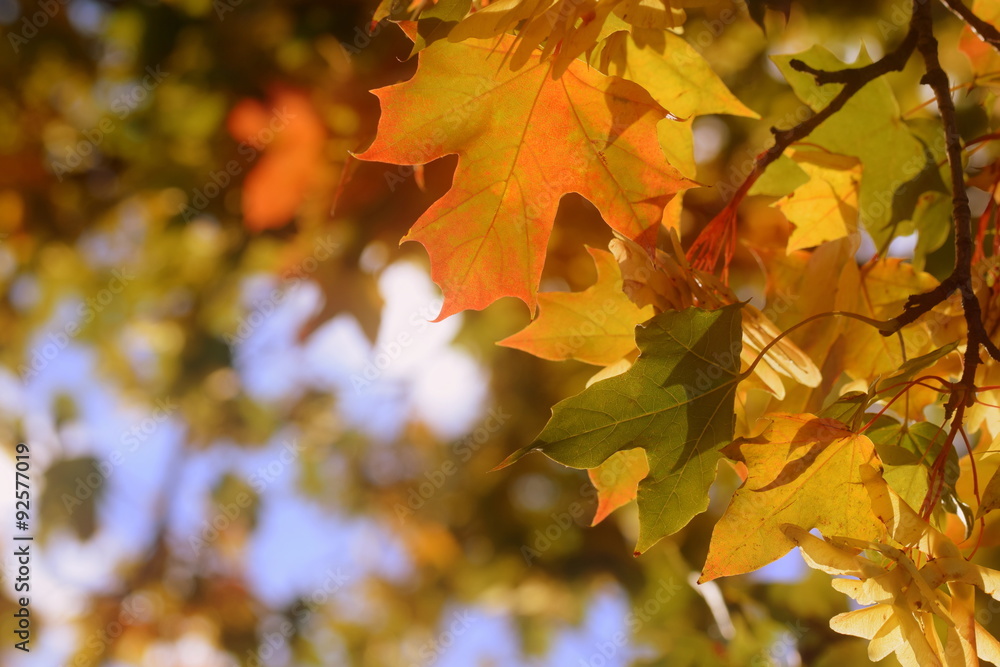 Fototapeta premium Autumn leaves background - Herbsthintergrund