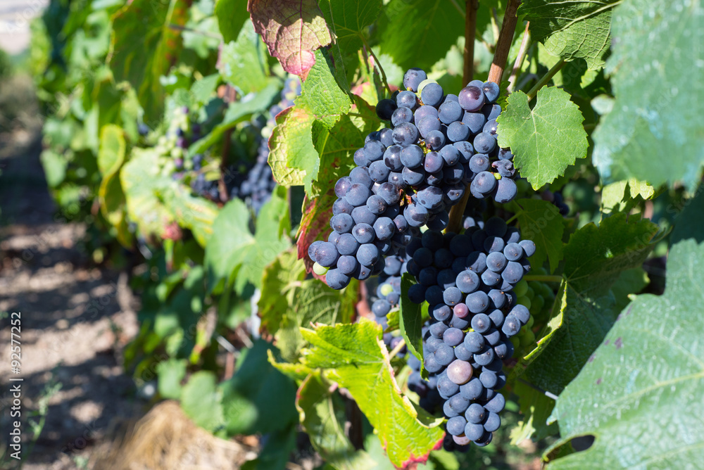 vine grapes in Montagne de Reims, France