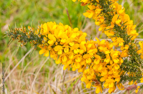 Fototapeta Naklejka Na Ścianę i Meble -  ajonc d'Europe, ulex europaeus, arbuste épineux