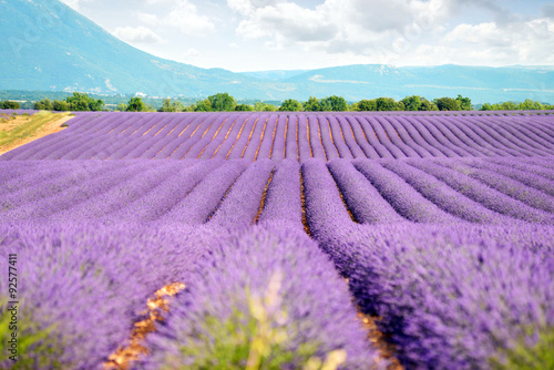 Lavender field in Provence against blue sky