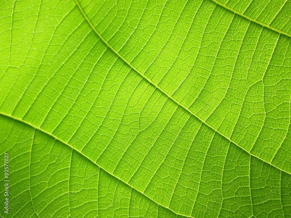 close up pattern of green teak leaf close up pattern of green teak leaf