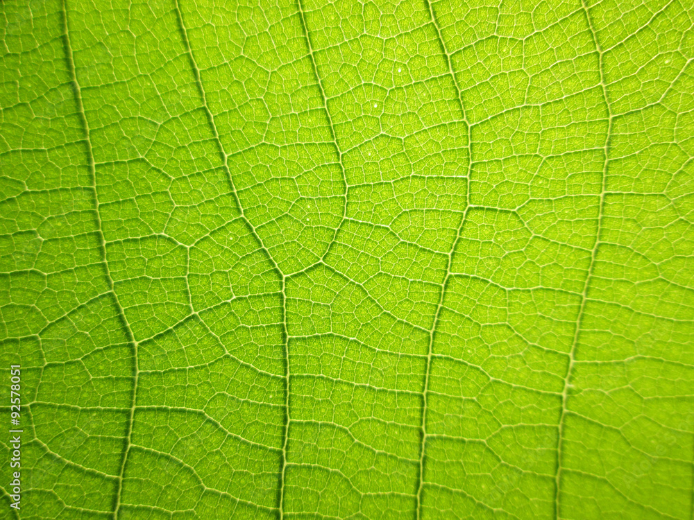 close up pattern of green teak leaf close up pattern of green teak leaf