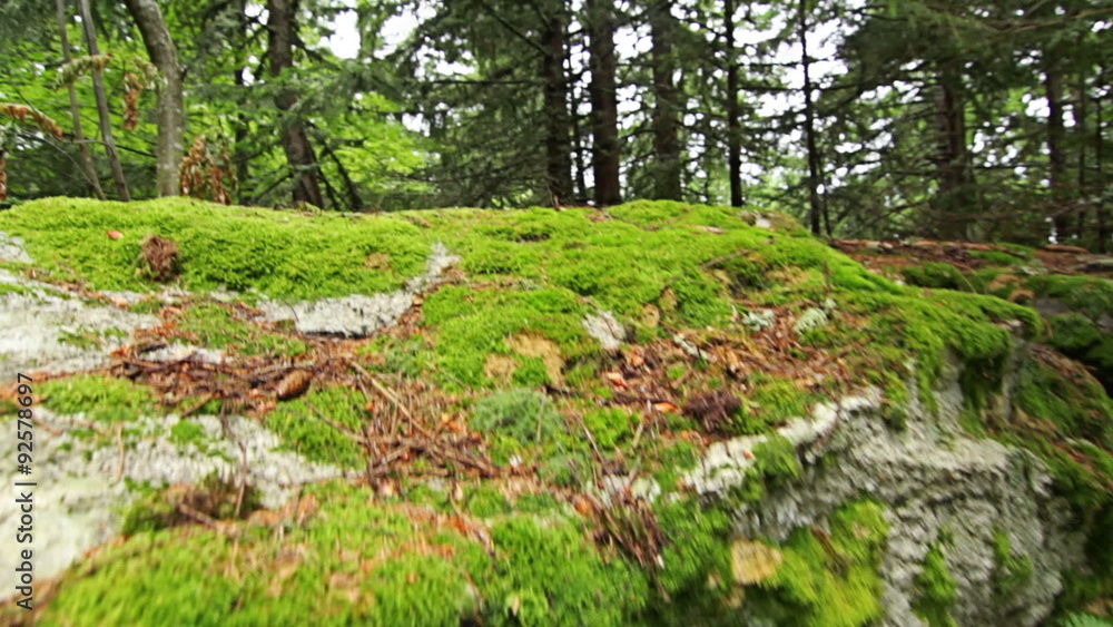 Personal perspective of walking on a path in the pine forest in mountain. Personal perspective of walking on a path in the pine forest in mountain.