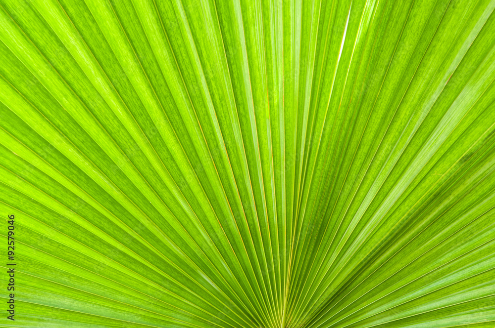 Lines and textures of Green leafs background Lines and textures of Green leafs background