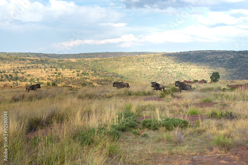 Wildebeest, National park Ezemvelo. South Africa. 