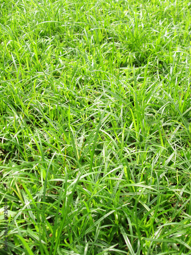 Grass Grass