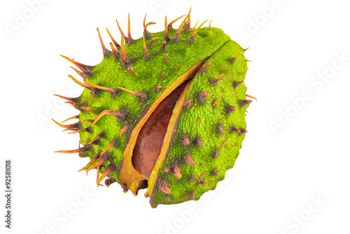 Photos Conker shell splitting to reveal conker
