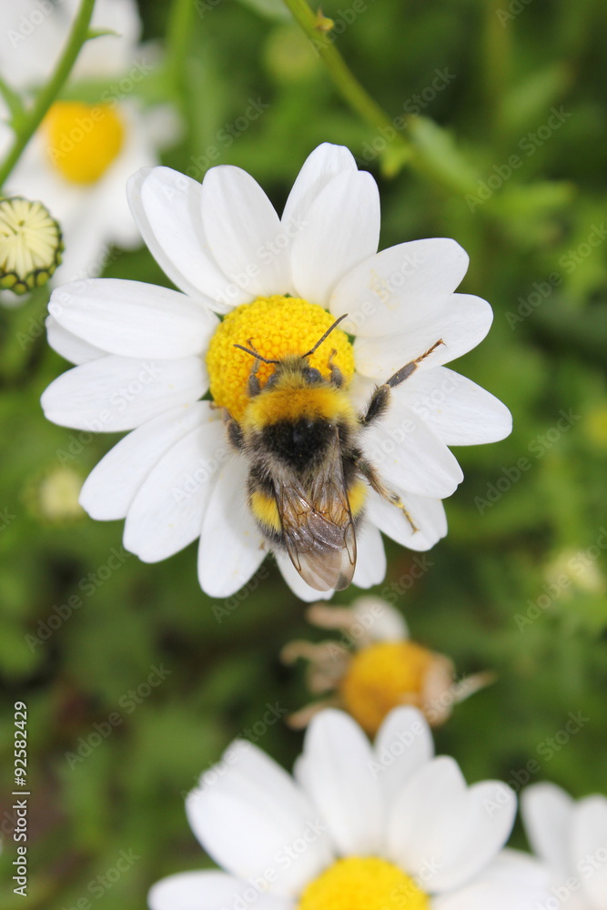 Hummel holt Nektar und Blütenstaub auf der Blüte einer Margarite Hummel holt Nektar und Blütenstaub auf der Blüte einer Margarite