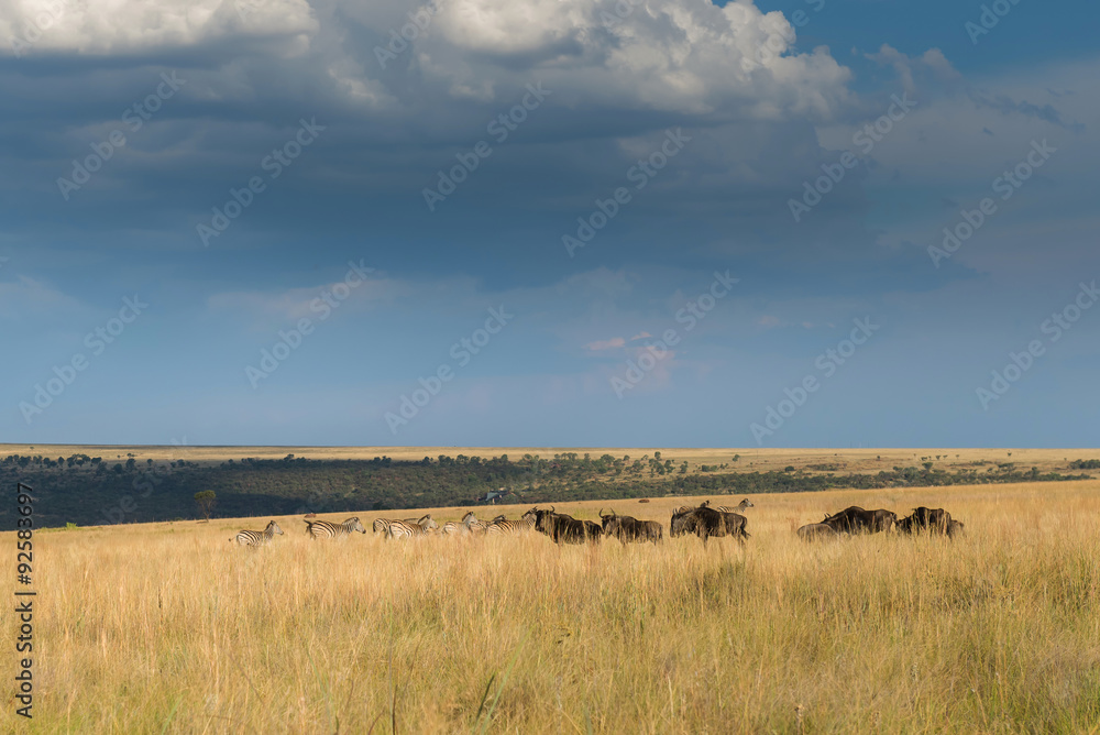 Zebras and Wildebeest. National park Ezemvelo. South Africa. 

