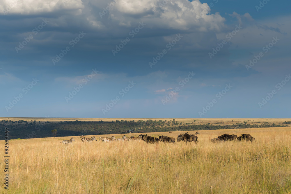 Zebras and Wildebeest. National park Ezemvelo. South Africa.
Zebras and Wildebeest. National park Ezemvelo. South Africa.