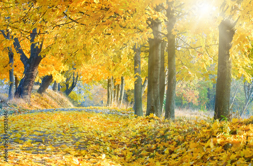 Autumn maple trees in  park