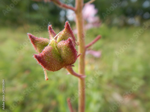 Bourgeon de la plante Fraxinelle, Dictamnus albus