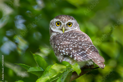 Close up of Spotted owlet(Athene brama) looking at us 