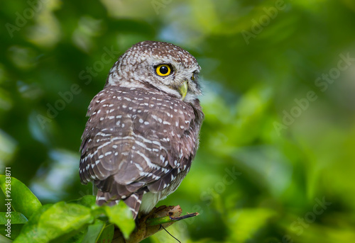 close up backside of Spotted owlet(Athene brama) in nature 
