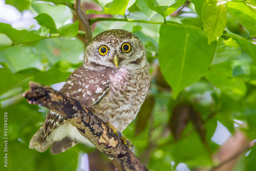 Full frame close up of Spotted owlet(Athene brama) Full frame close up of Spotted owlet(Athene brama)