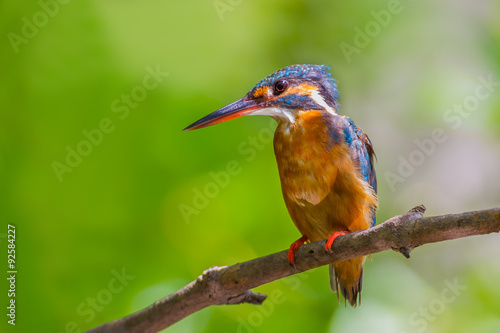 Portrait of female Common Kingfisher (Alcedo atthis) on the branch 