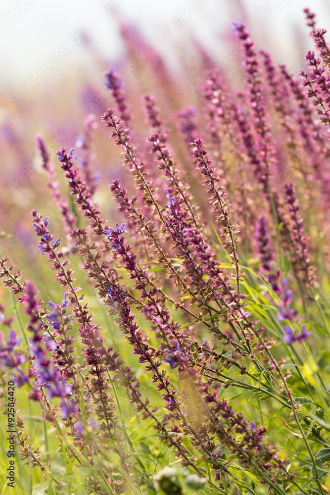Fototapeta premium Beautiful wild flowers