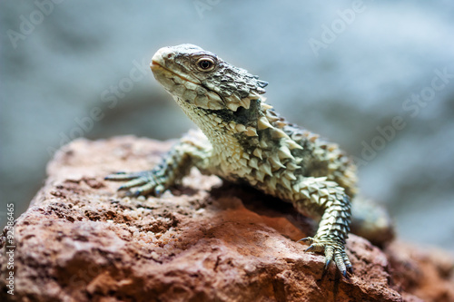 Tableau sur toile Sungazer, Giant girdled lizard (Smaug giganteus)